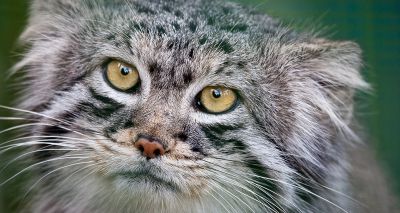 Thousands back plan for first Scottish wildcat reserve